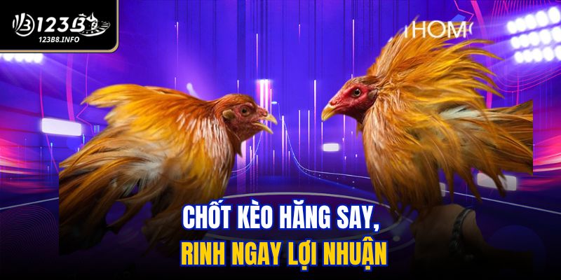 Chốt kèo hăng say, rinh ngay lợi nhuận