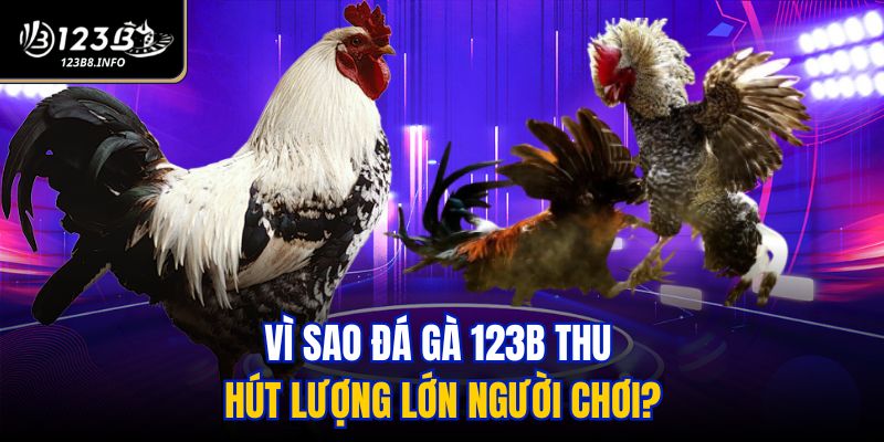 Vì sao đá gà 123B thu hút lượng lớn người chơi?